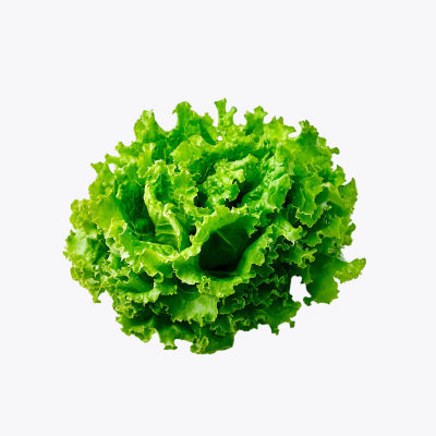 الخس