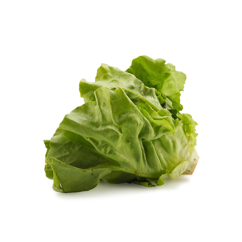 خس بوسطن