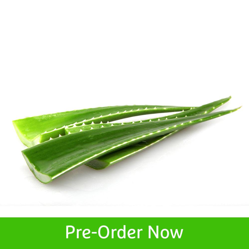 aloe vera plant dubai Buy Aloe Vera – Premium Fresh Produce Online in UAE – Gulf Fruits
