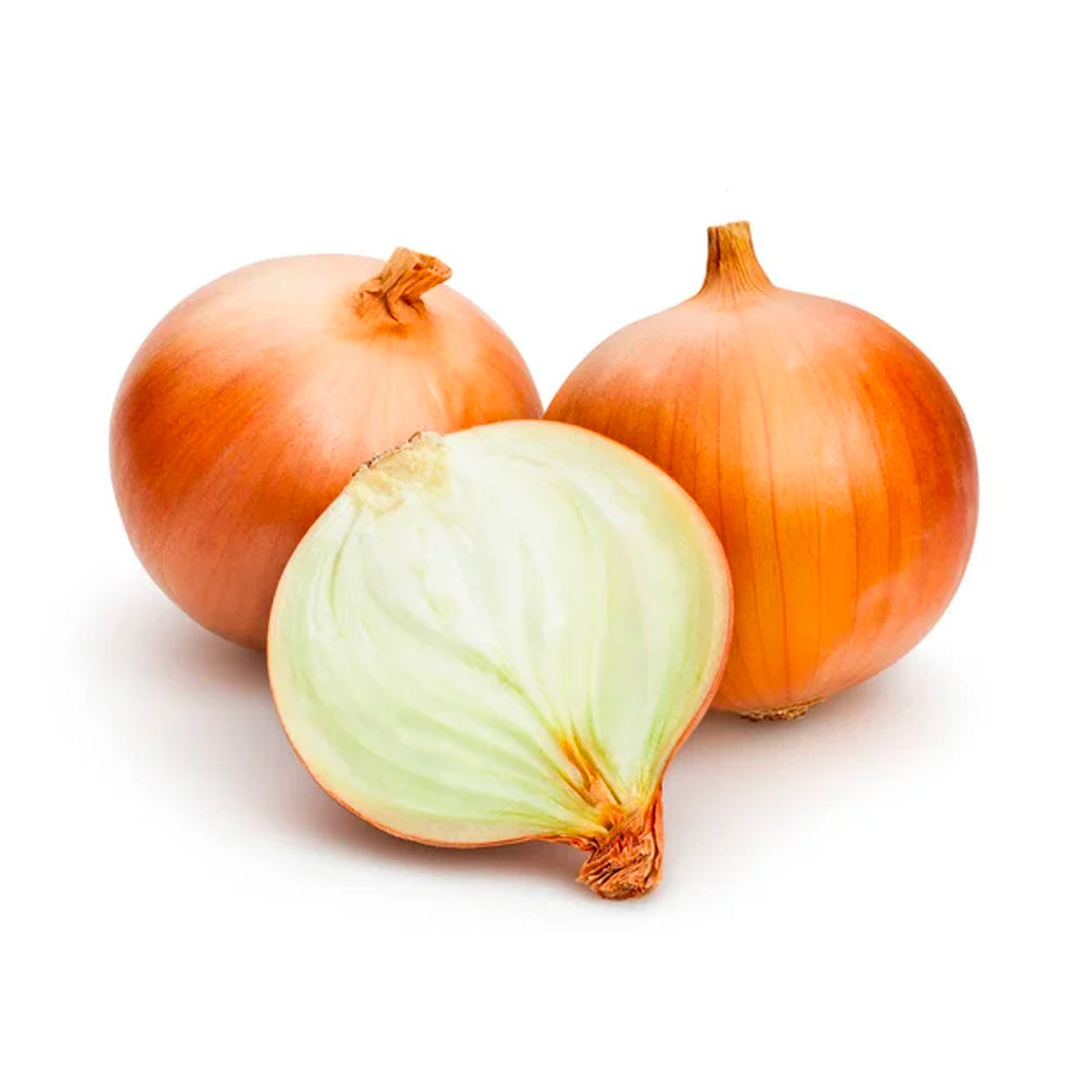 Onion Brown Spain