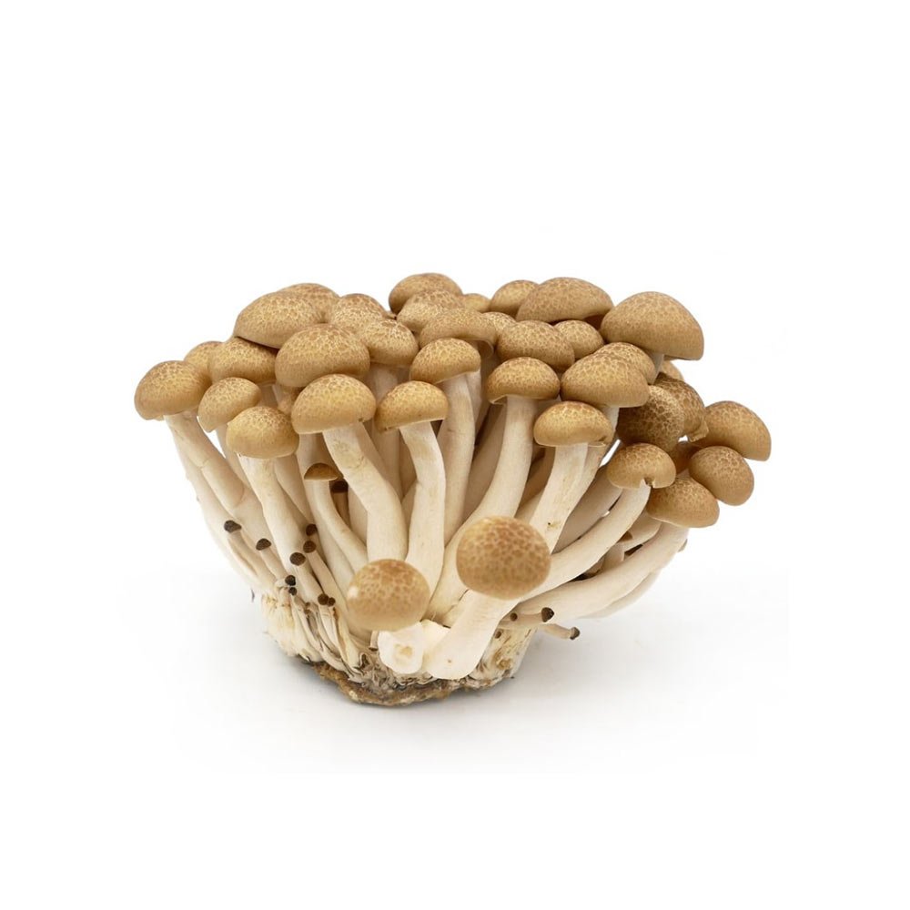 Mushroom Shimeji Brown