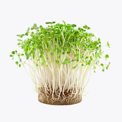 Microgreens
