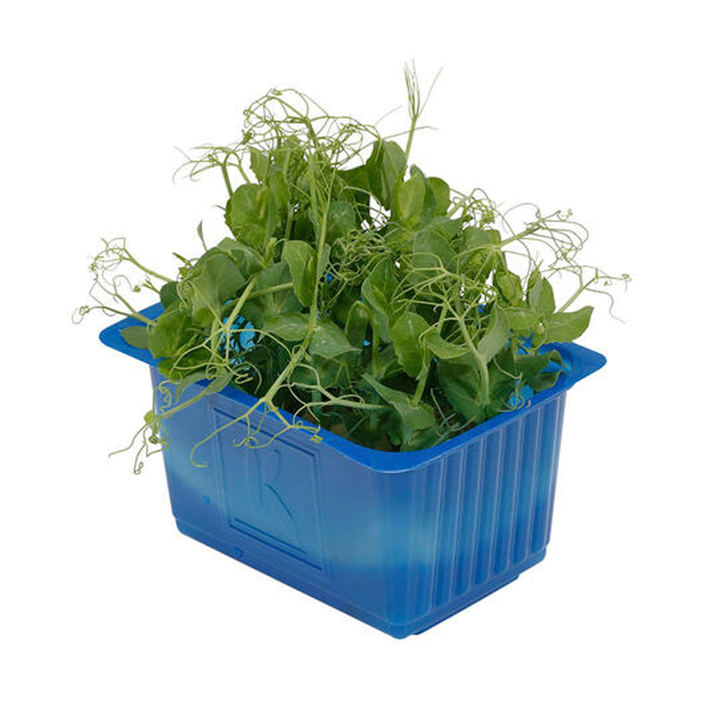 Affilla Cress