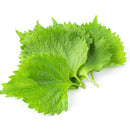 Shiso Leaves(Perilla)