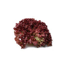 Lettuce Lollo Rosso Holland