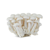 Mushroom Shimeji White