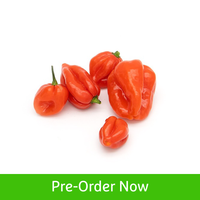 Habanero Chilli Red