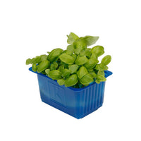 Basil Cress