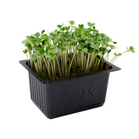 Broccoli Cress