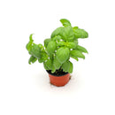 Basil Pot