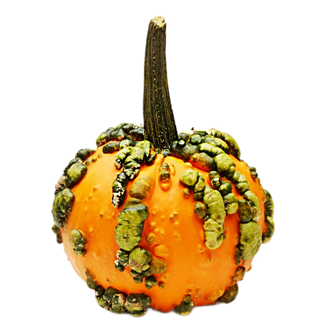 Warty Minion Pumpkins