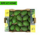 Avocado Hass Kenya  Box