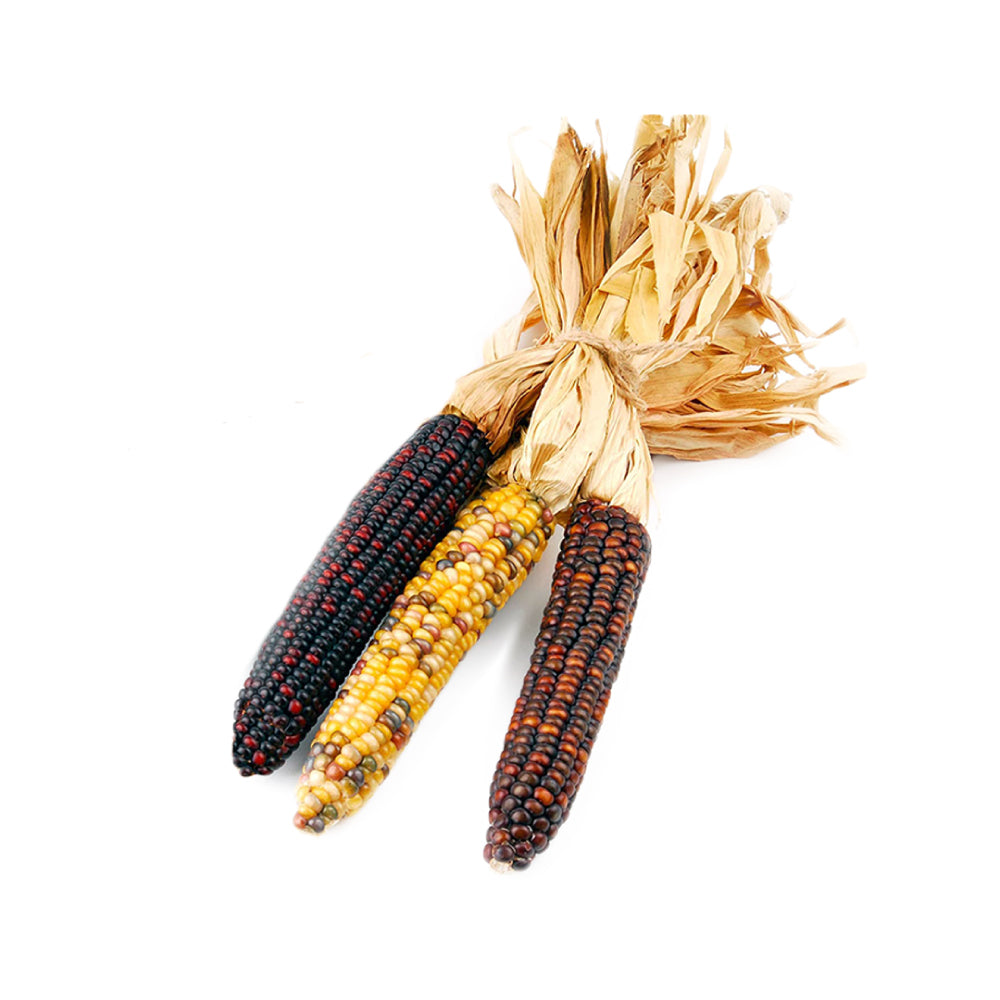 Ornamental Corn