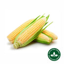 Sweet Corn Organic