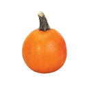 Wee-Bee-Little Pumpkins