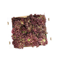 Lettuce Lollo Rosso Box