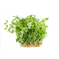 Pea Shoot Cress