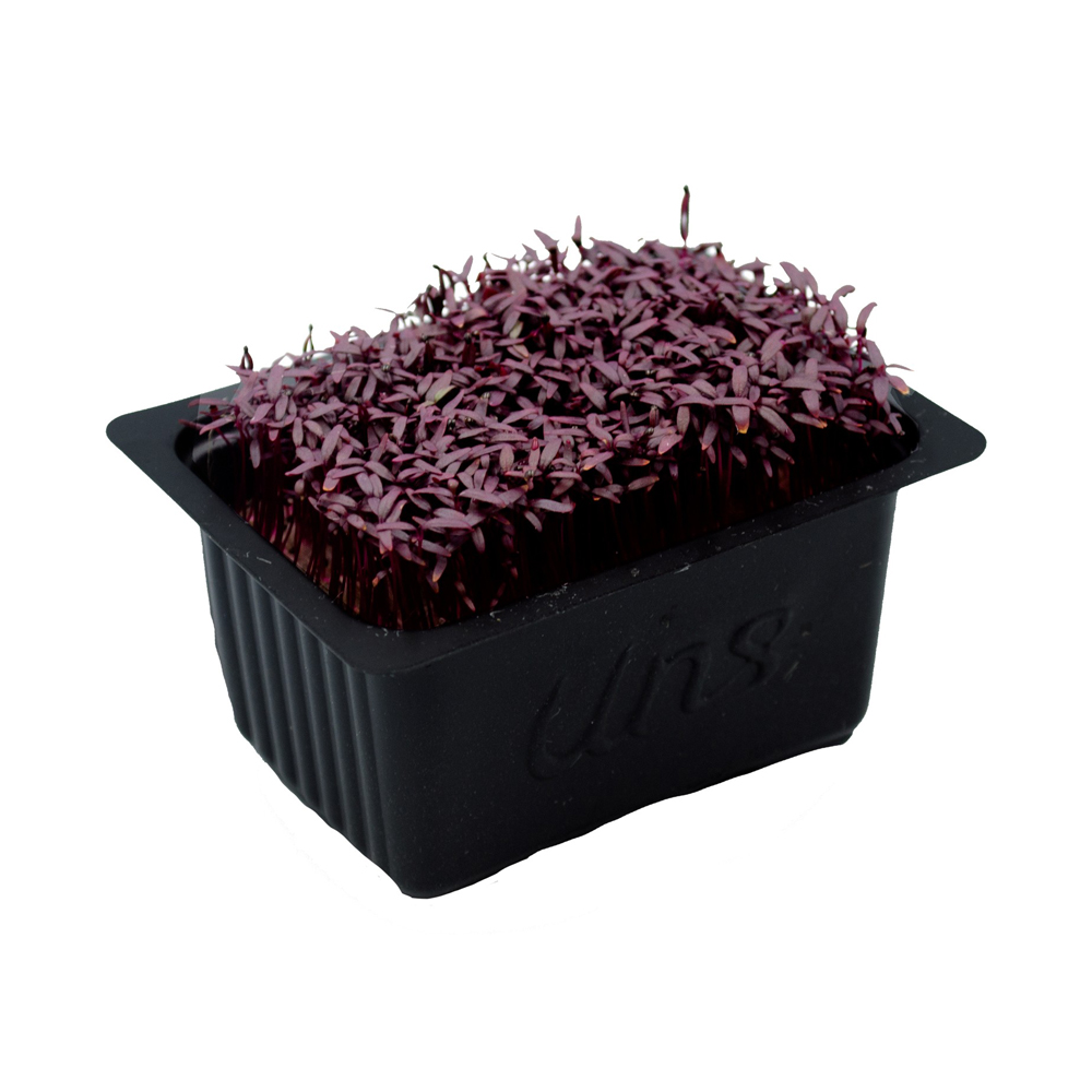 Amaranth Cress