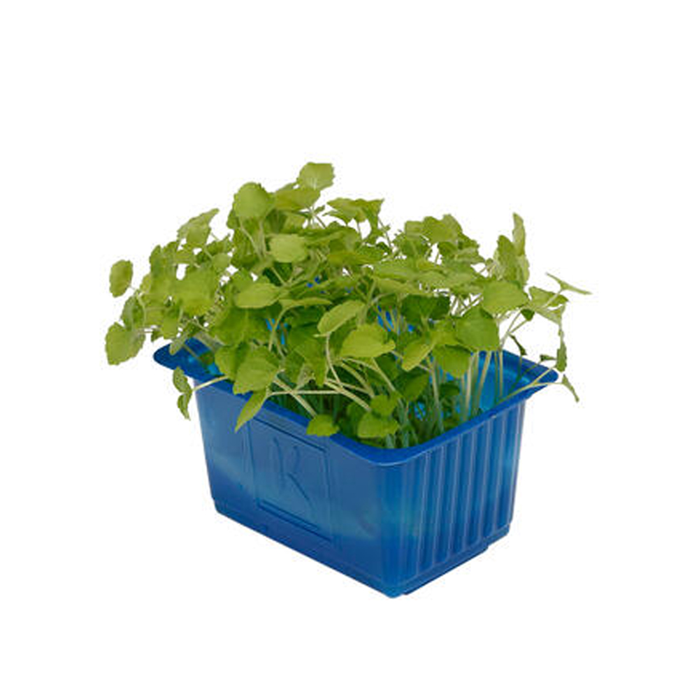 Astina Cress