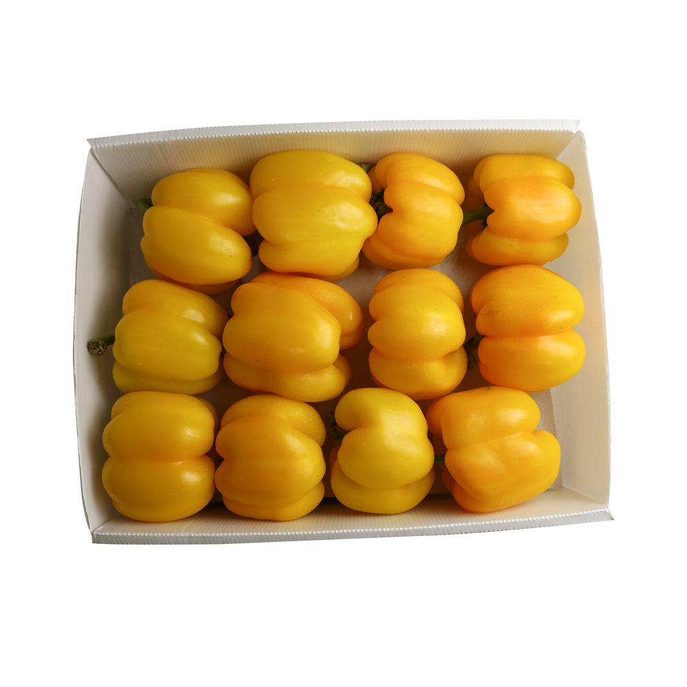 Capsicum Yellow Box