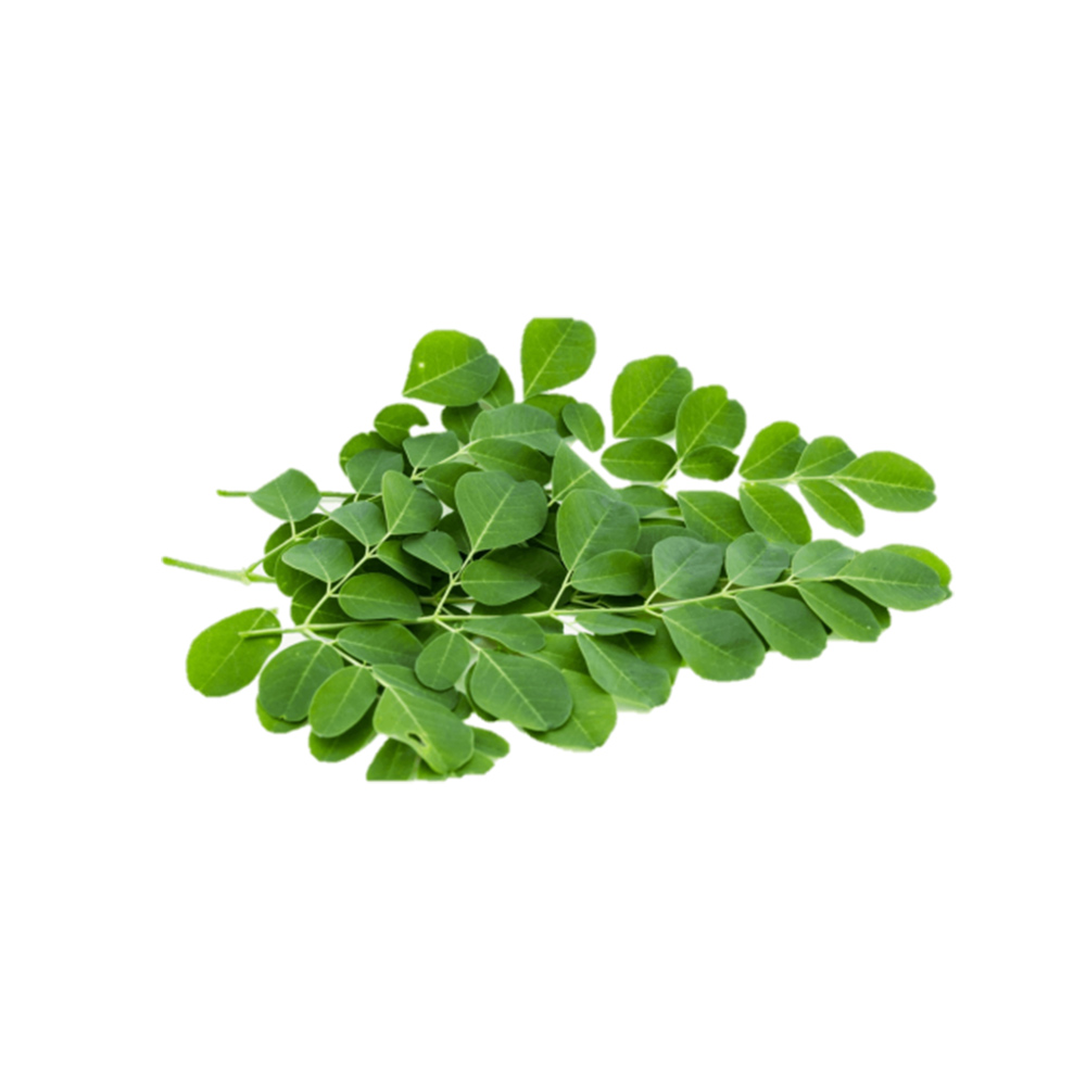 Drumstick Moringa leaf