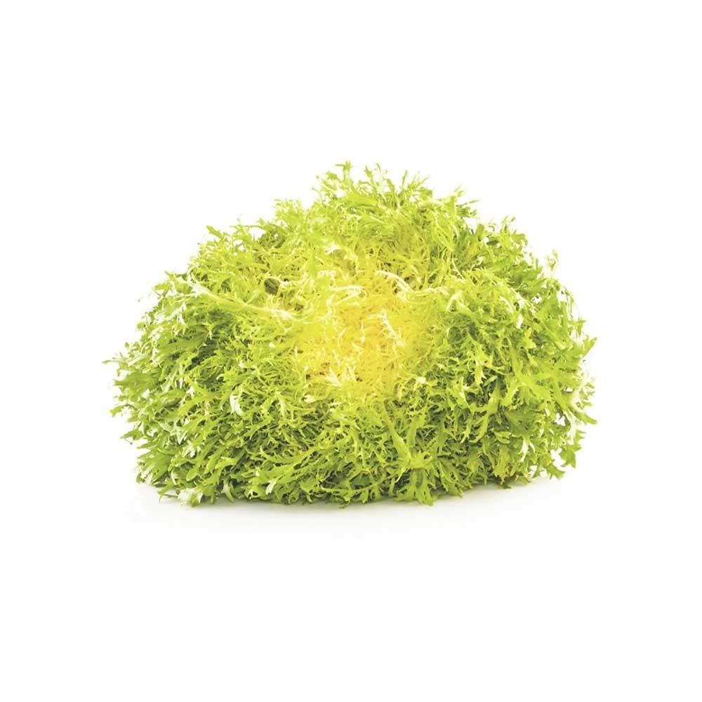 Lettuce Frisee Yellow Holland