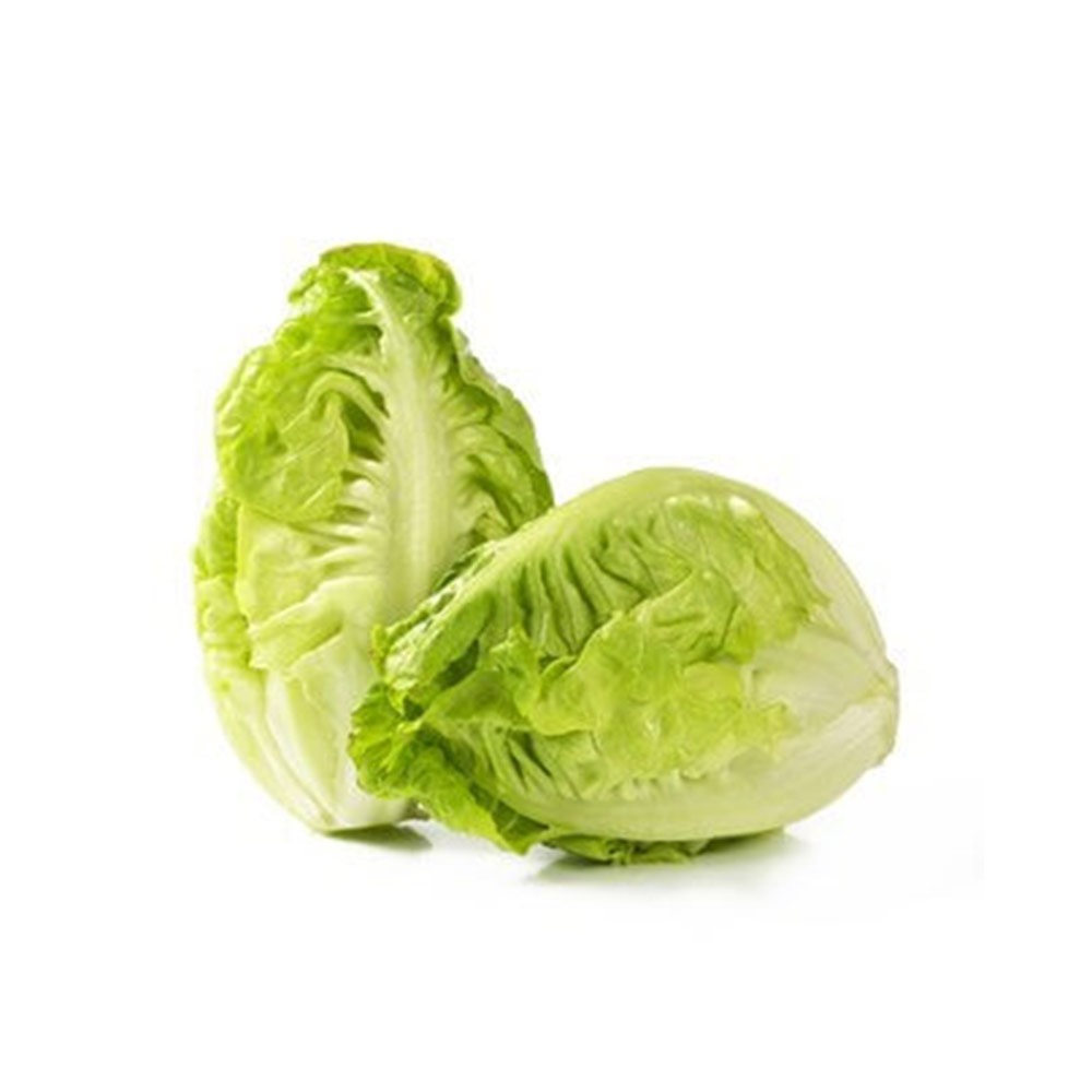 Lettuce Gem Holland