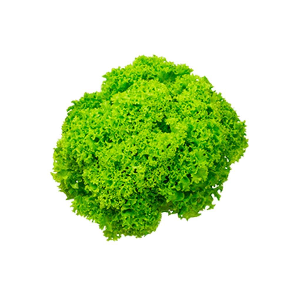 Lettuce Lollo Bionda UAE