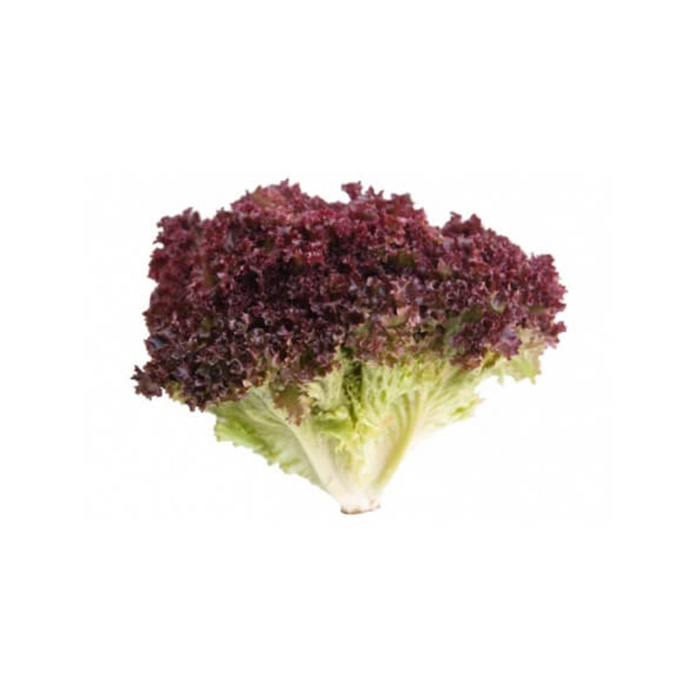 Lettuce Lollo Rosso UAE