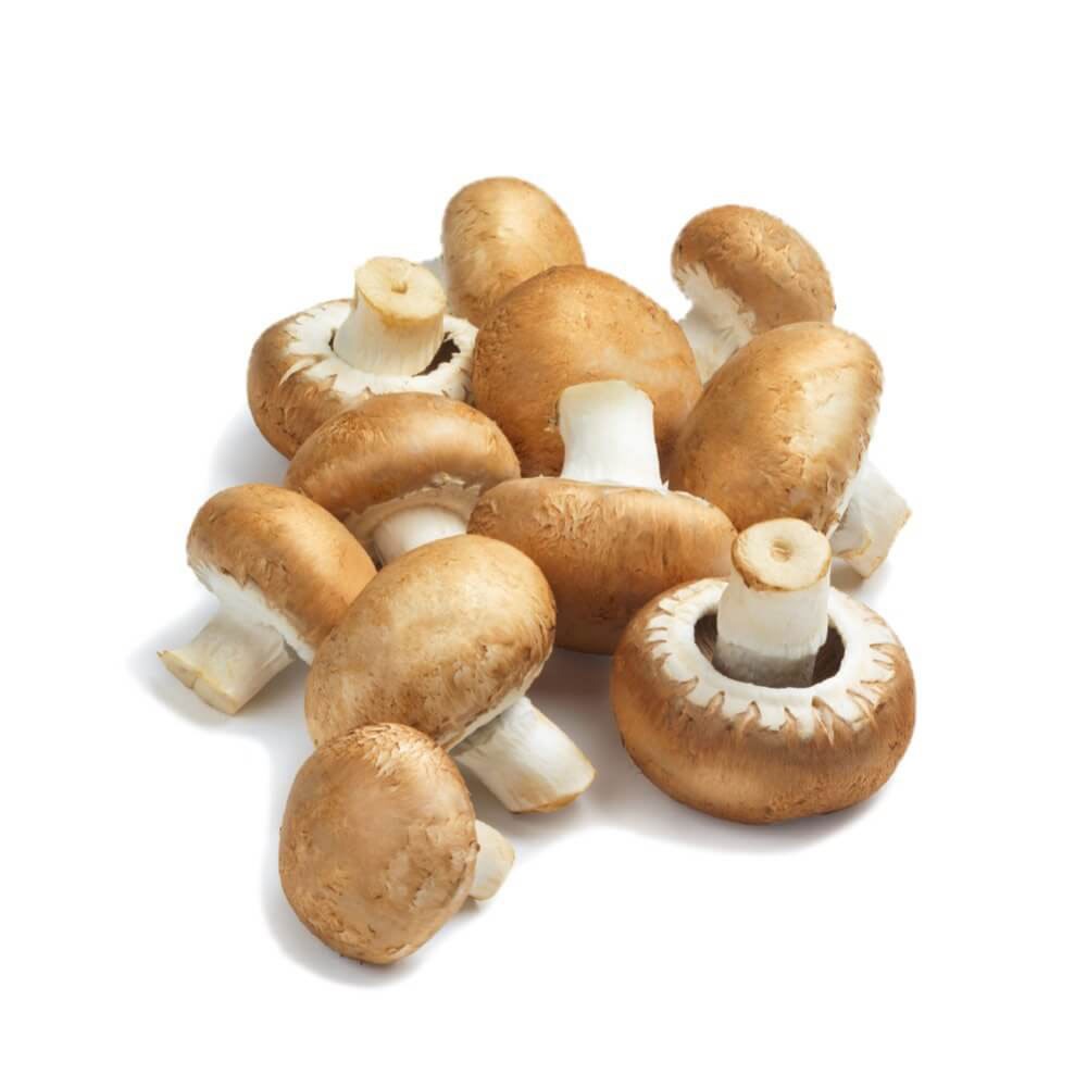 Mushroom Chestnut