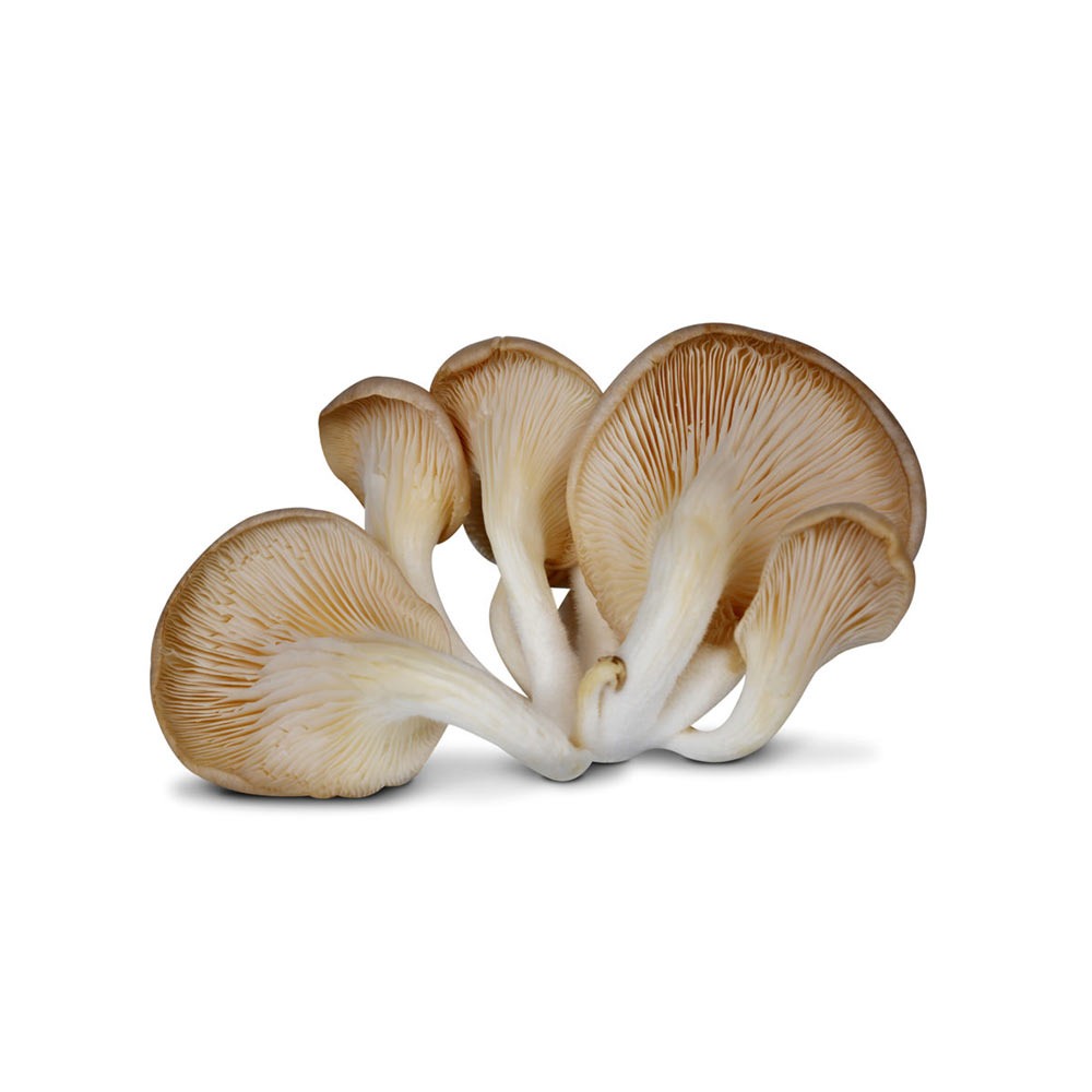 Mushroom Oyster Box