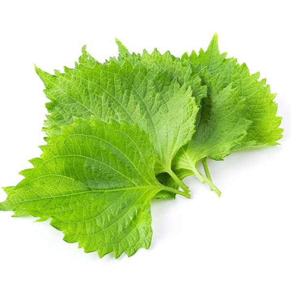 Shiso Leaves(Perilla)