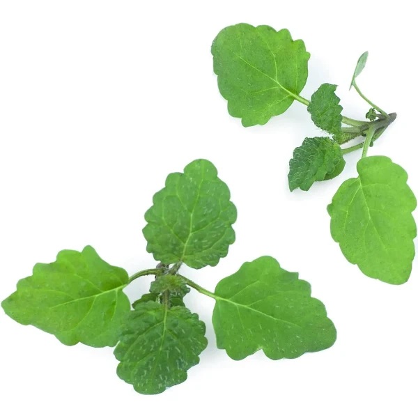 Lemon Balm