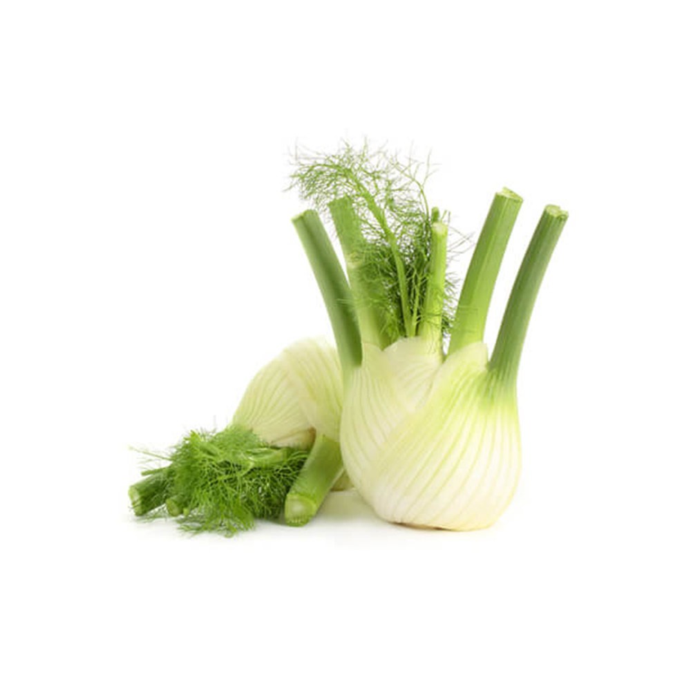 [1132] Fennel Holland