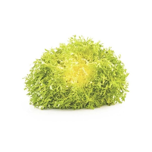 [3609] Lettuce Frisee Yellow Holland