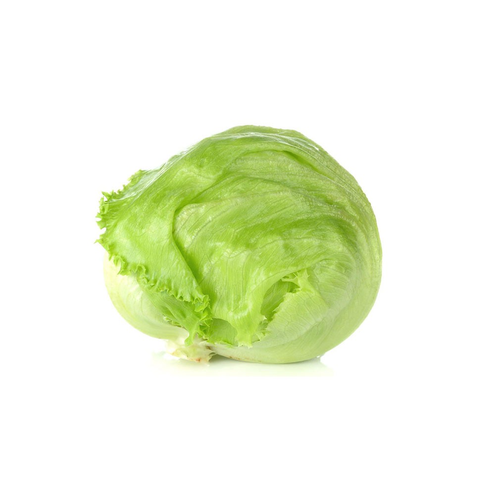 [3612] Lettuce Iceberg