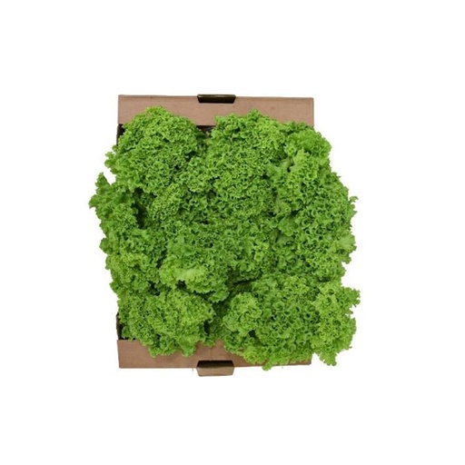 [18002] Lettuce Lollo Bionda Box(UAE)