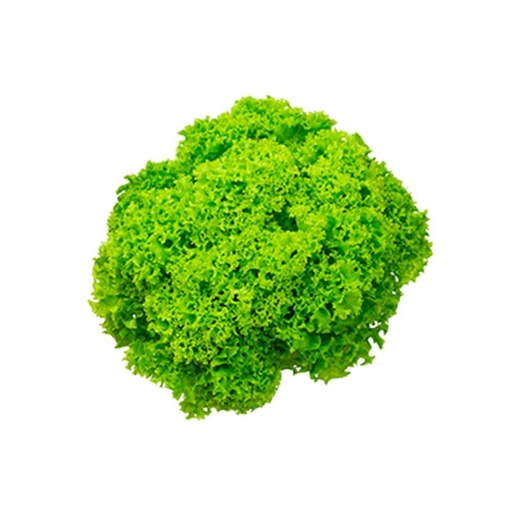 [3619] Lettuce Lollo Bionda UAE