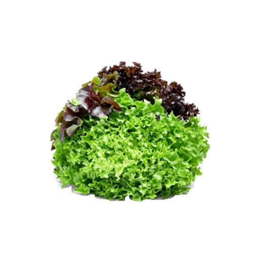 [1456] Lettuce Mixed Salad Leaves