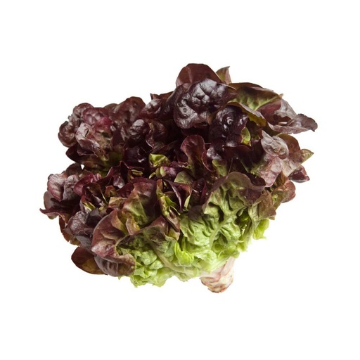 [2109] Lettuce Oak Leaves Holland