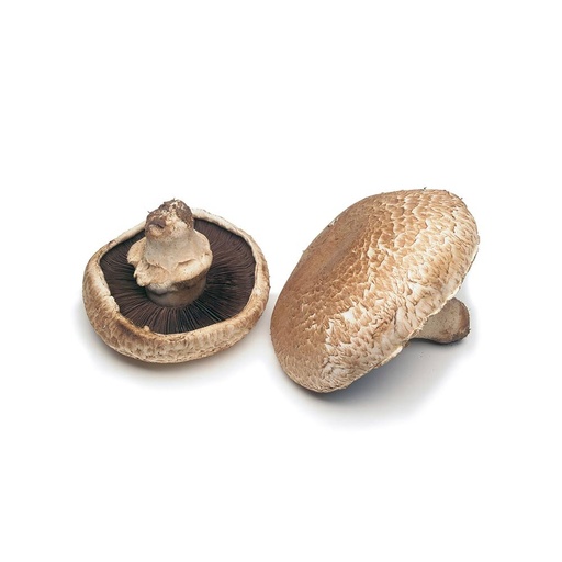 [2035] Mushroom Portobello