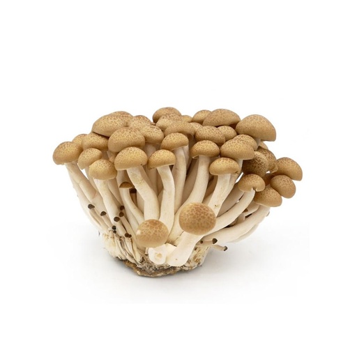 [2038] Mushroom Shimeji Brown