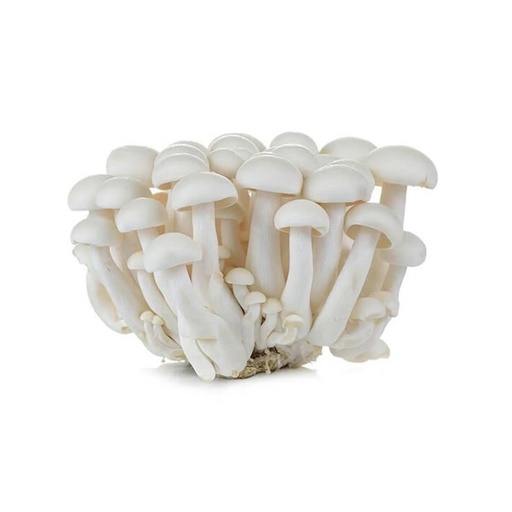 [2037] Mushroom Shimeji White