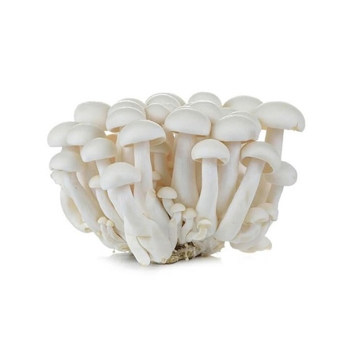 [3772] Mushroom Shimeji White