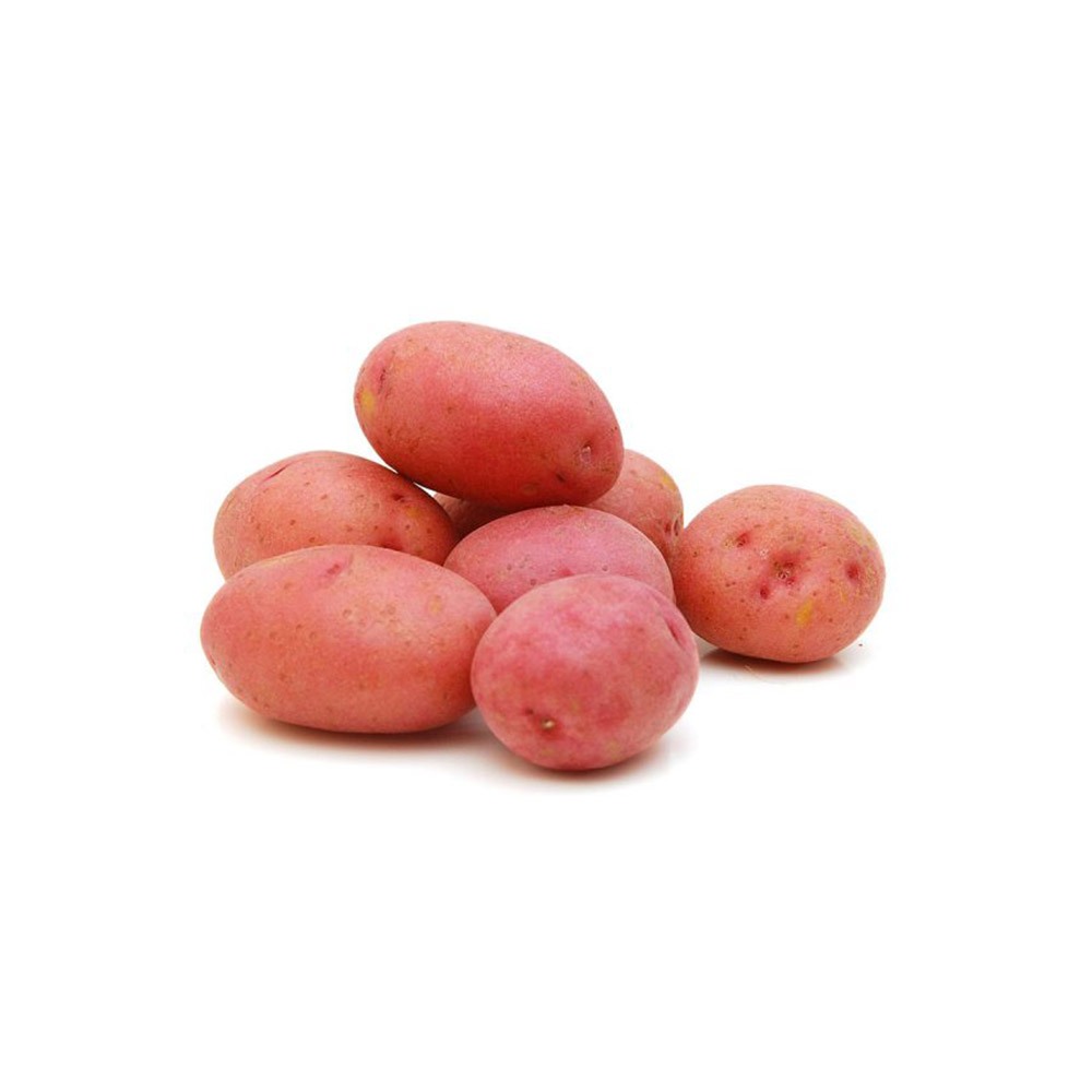 [4020] Potato Red (Holland)