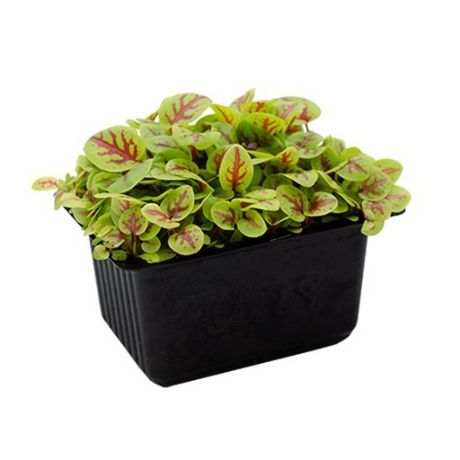 [12071] Red Vein Sorrel Cress