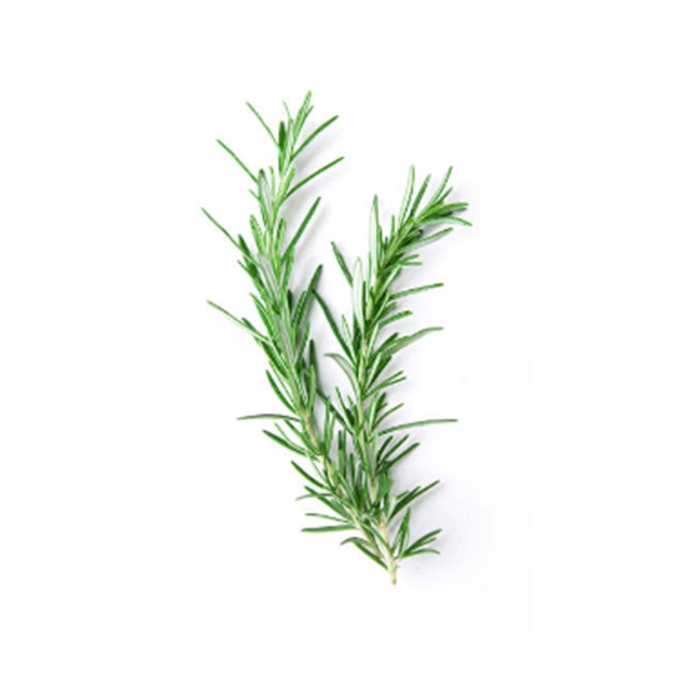 [2118] Rosemary Leaves