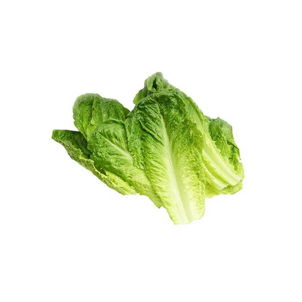 [4134] Lettuce Romaine (GCC) Sanitized