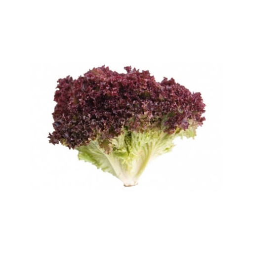 [18826] Lettuce Lollo Rosso Sanitized